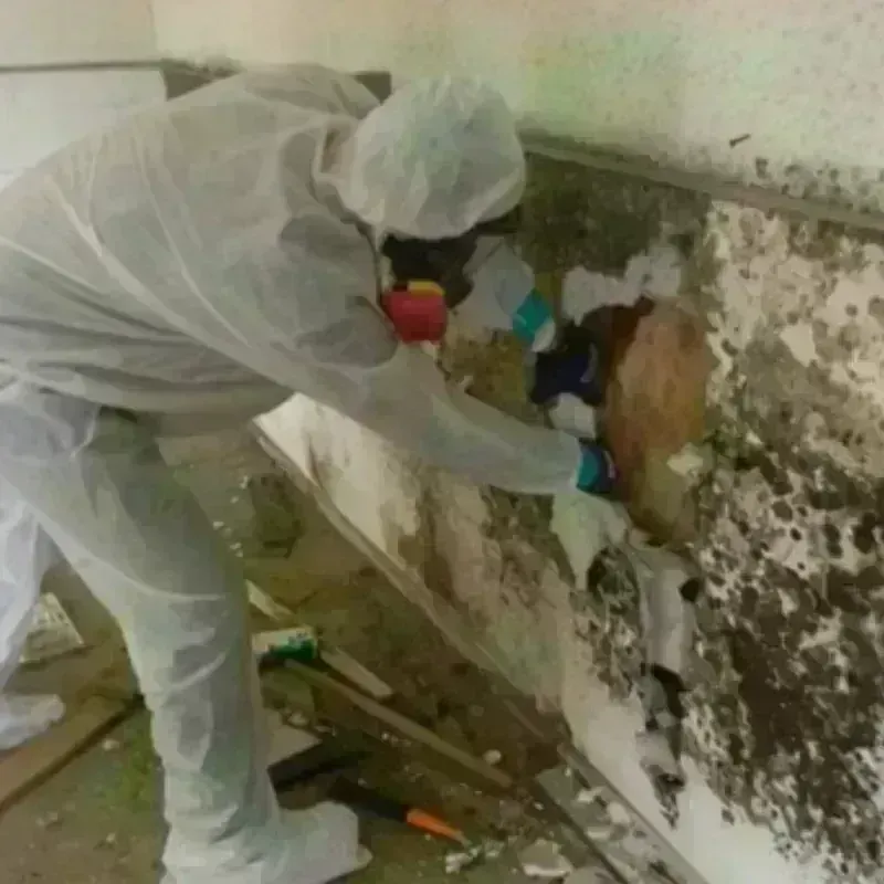 Mold Remediation and Removal in Yorktown, VA